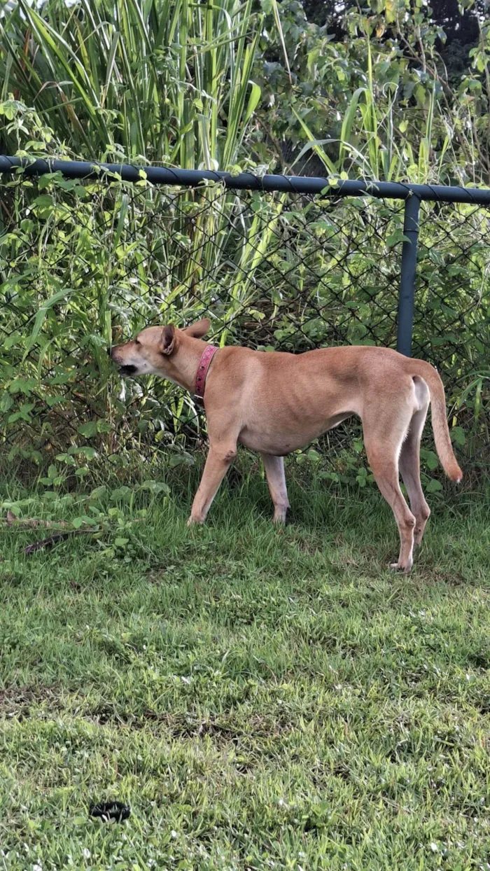 Cachorro ra a SRD-ViraLata idade 3 anos nome Belinha