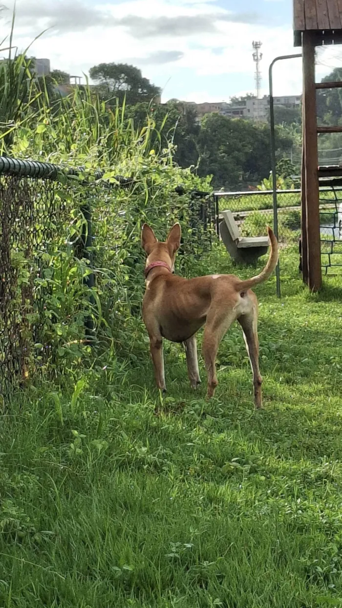 Cachorro ra a SRD-ViraLata idade 3 anos nome Belinha
