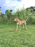 Belinha