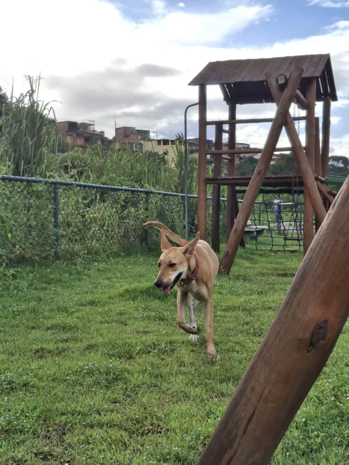 Cachorro ra a SRD-ViraLata idade 3 anos nome Belinha