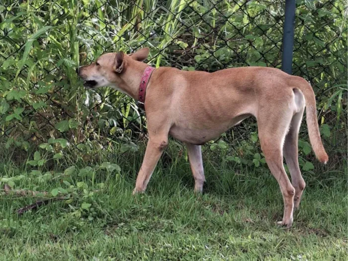 Cachorro ra a SRD-ViraLata idade 3 anos nome Belinha