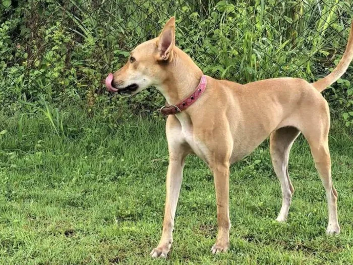 Cachorro ra a SRD-ViraLata idade 3 anos nome Belinha