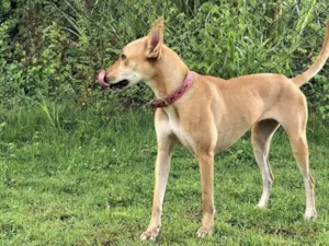Cachorro raça SRD-ViraLata idade 3 anos nome Belinha