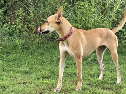 Cachorro raça SRD-ViraLata idade 3 anos nome Belinha
