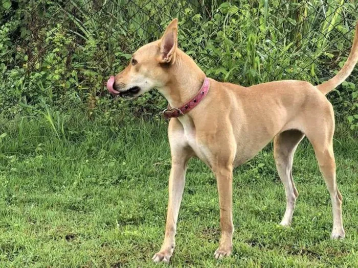 Cachorro ra a SRD-ViraLata idade 3 anos nome Belinha