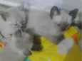 Filhotes felinos 