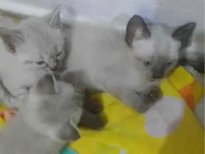 Gato raça Siamês idade 2 a 6 meses nome Filhotes felinos 