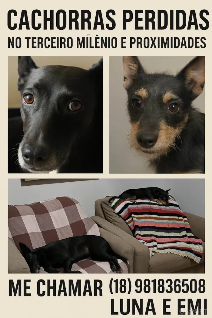 Cachorro ra a SRD-ViraLata idade 6 ou mais anos nome Emi e Luna