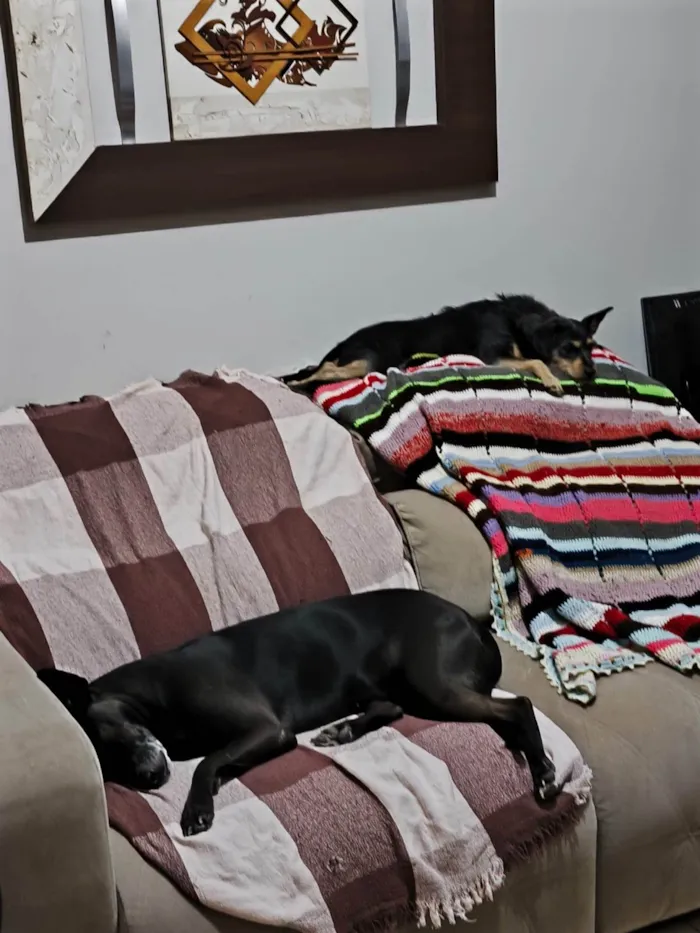 Cachorro ra a SRD-ViraLata idade 6 ou mais anos nome Emi e Luna