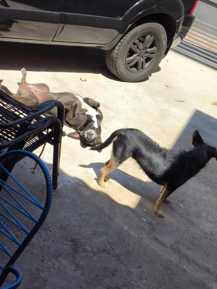 Cachorro ra a SRD-ViraLata idade 6 ou mais anos nome Emi e Luna