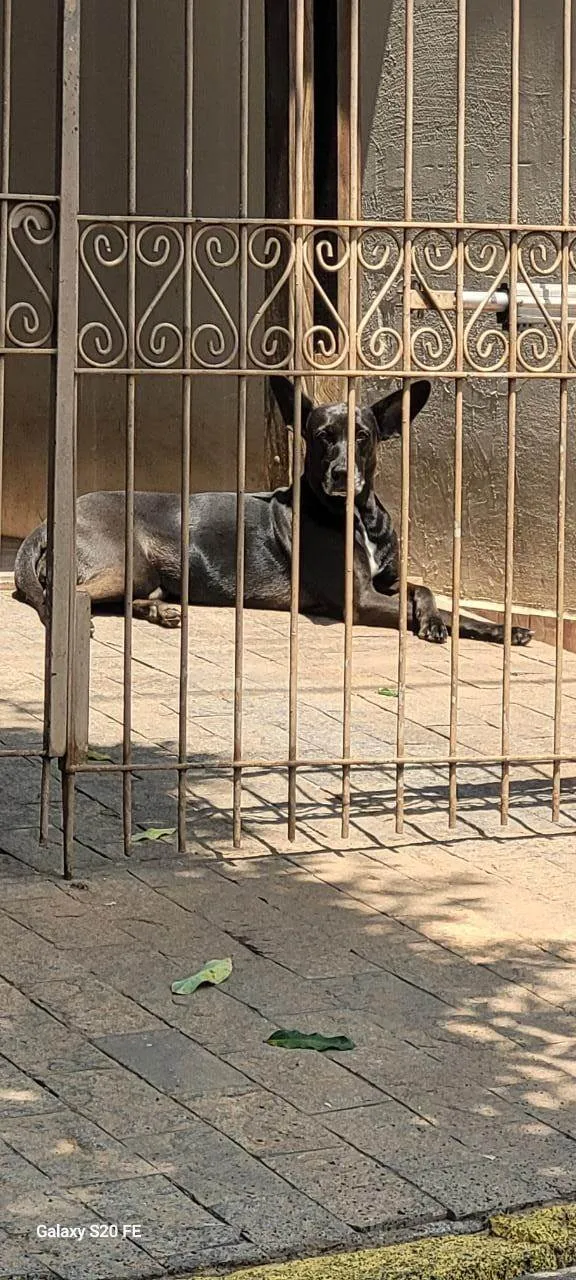 Cachorro ra a SRD-ViraLata idade 6 ou mais anos nome Emi e Luna