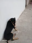 Lola
