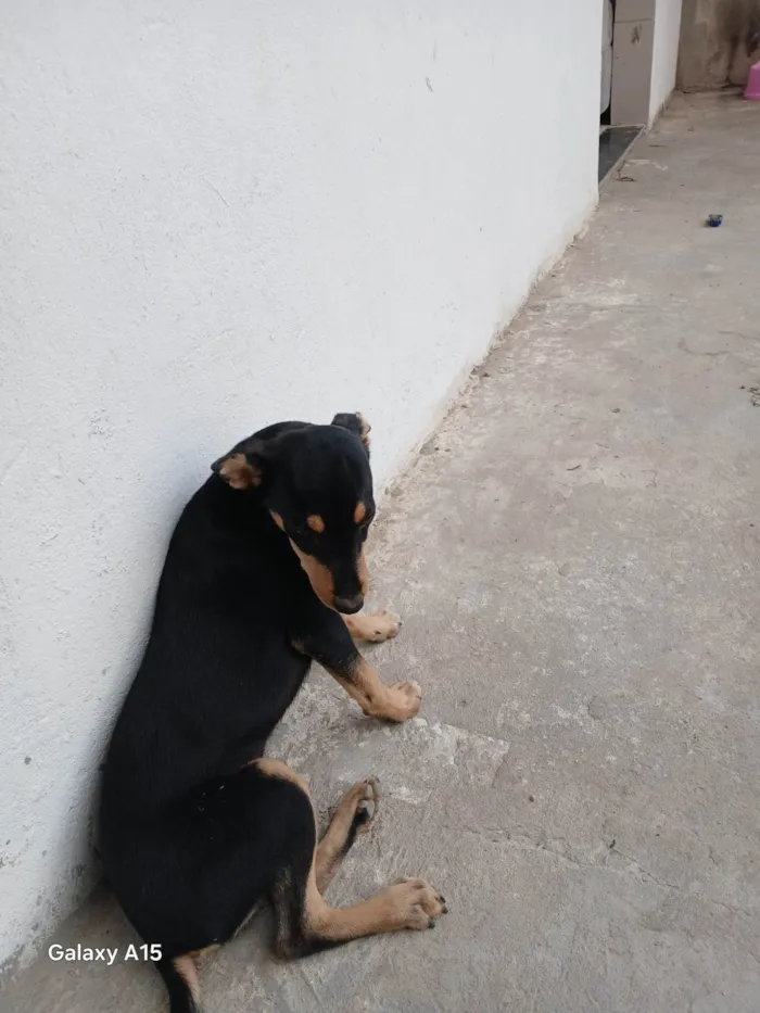 Cachorro ra a SRD-ViraLata idade 2 a 6 meses nome Lola