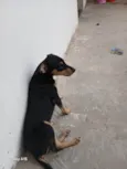 Lola
