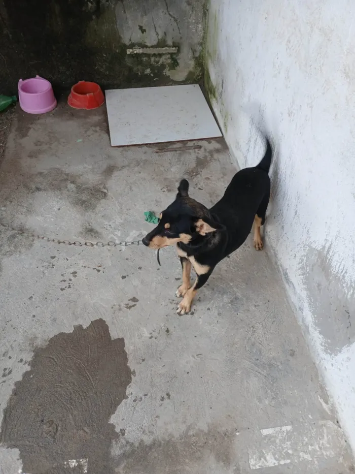 Cachorro ra a SRD-ViraLata idade 2 a 6 meses nome Lola