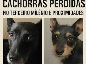 Cachorro raça SRD-ViraLata idade 6 ou mais anos nome Emi e Luna