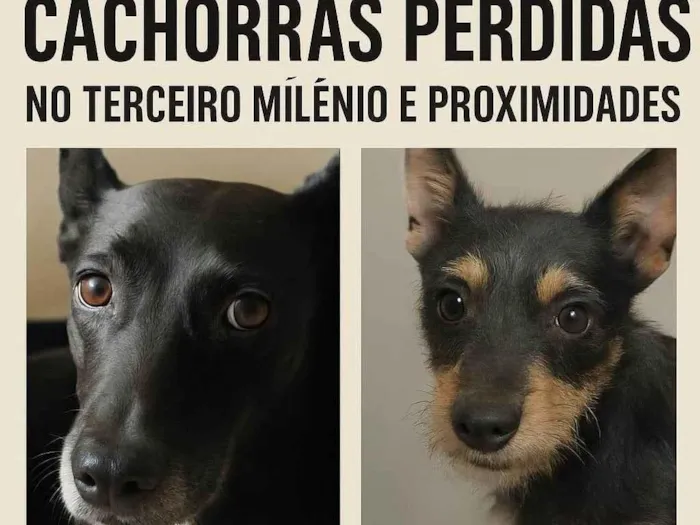 Cachorro ra a SRD-ViraLata idade 6 ou mais anos nome Emi e Luna