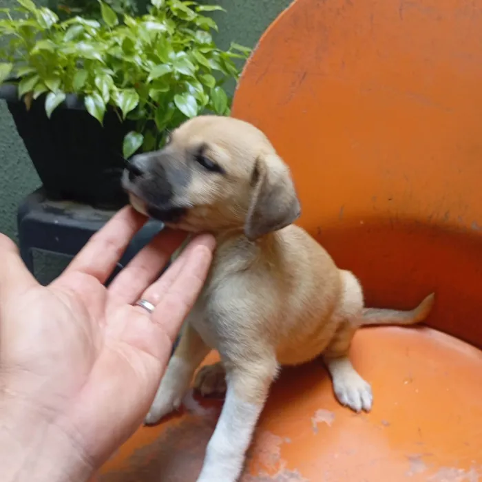 Cachorro ra a SRD-ViraLata idade Abaixo de 2 meses nome VERONICA ARAUJO DE ALMEIDA