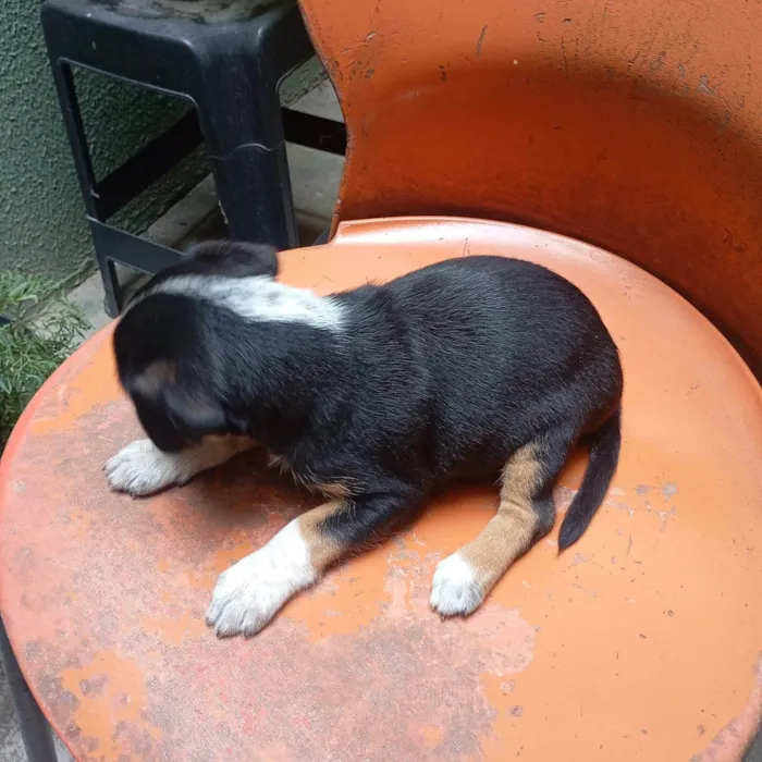 Cachorro ra a SRD-ViraLata idade Abaixo de 2 meses nome VERONICA ARAUJO DE ALMEIDA