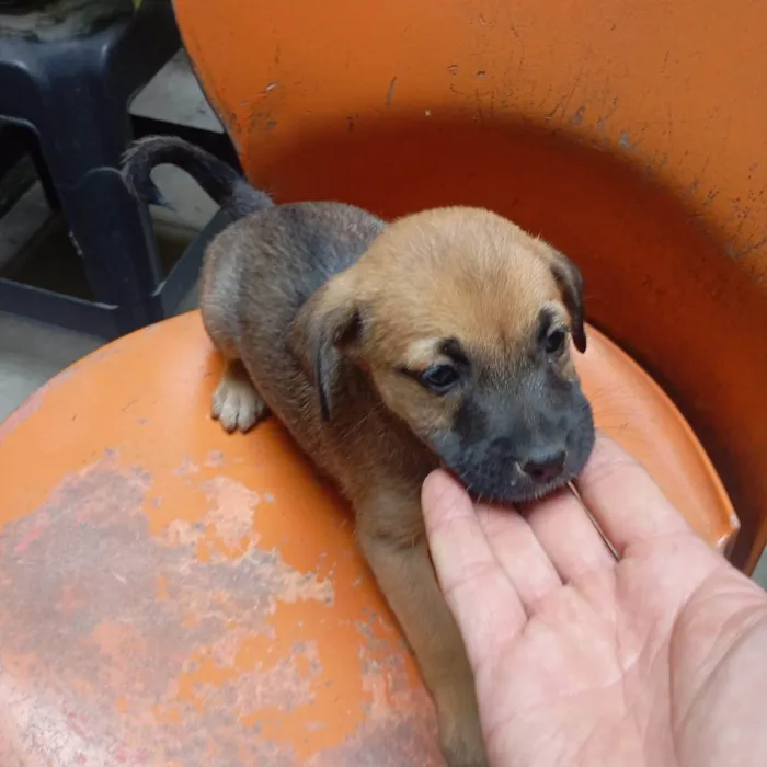 Cachorro ra a SRD-ViraLata idade Abaixo de 2 meses nome VERONICA ARAUJO DE ALMEIDA