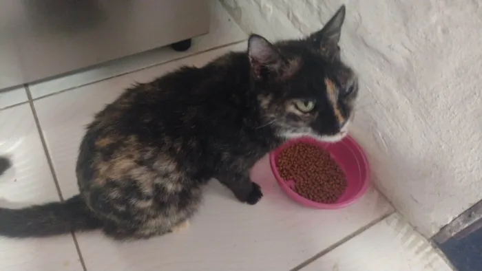 Gato ra a SRD-ViraLata idade 5 anos nome Melinda
