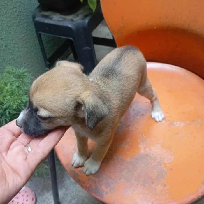 Cachorro ra a SRD-ViraLata idade Abaixo de 2 meses nome VERONICA ARAUJO DE ALMEIDA