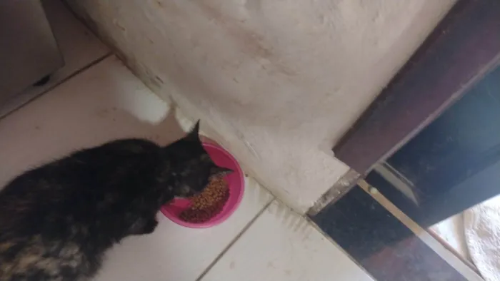 Gato ra a SRD-ViraLata idade 5 anos nome Melinda
