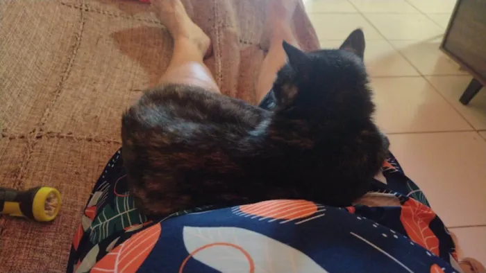 Gato ra a SRD-ViraLata idade 5 anos nome Melinda