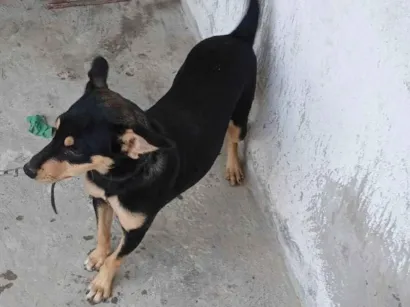 Cachorro raça SRD-ViraLata idade 2 a 6 meses nome Lola