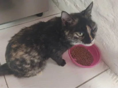 Gato raça SRD-ViraLata idade 5 anos nome Melinda
