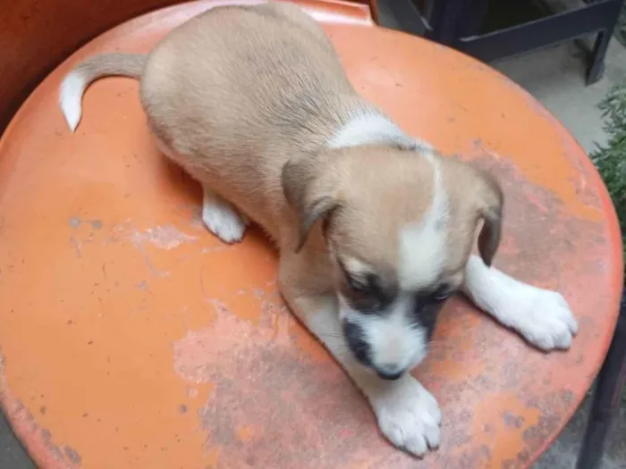 Cachorro ra a SRD-ViraLata idade Abaixo de 2 meses nome VERONICA ARAUJO DE ALMEIDA