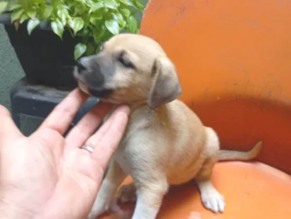 Cachorro raça SRD-ViraLata idade Abaixo de 2 meses nome VERONICA ARAUJO DE ALMEIDA