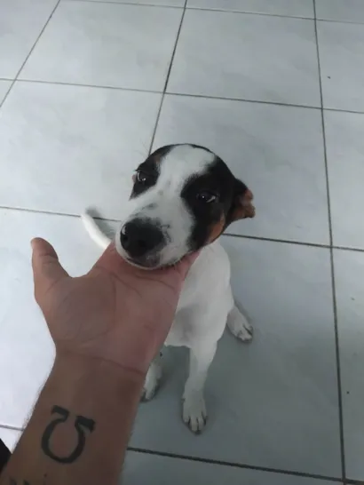 Cachorro raça SRD-ViraLata idade 7 a 11 meses nome Fred