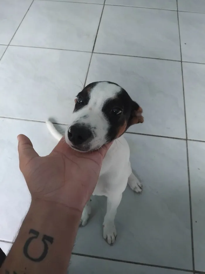 Cachorro ra a SRD-ViraLata idade 7 a 11 meses nome Fred