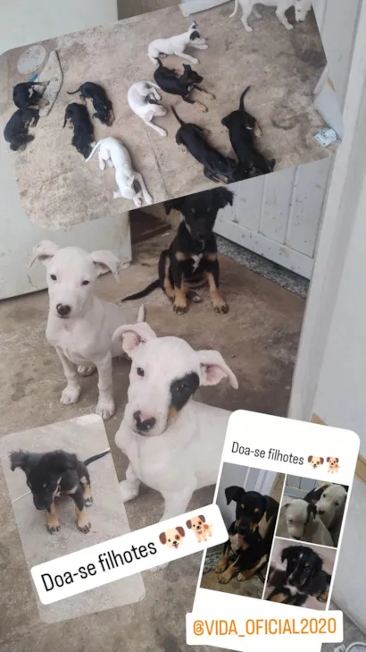 Cachorro raça SRD-ViraLata idade 2 a 6 meses nome Sem nome