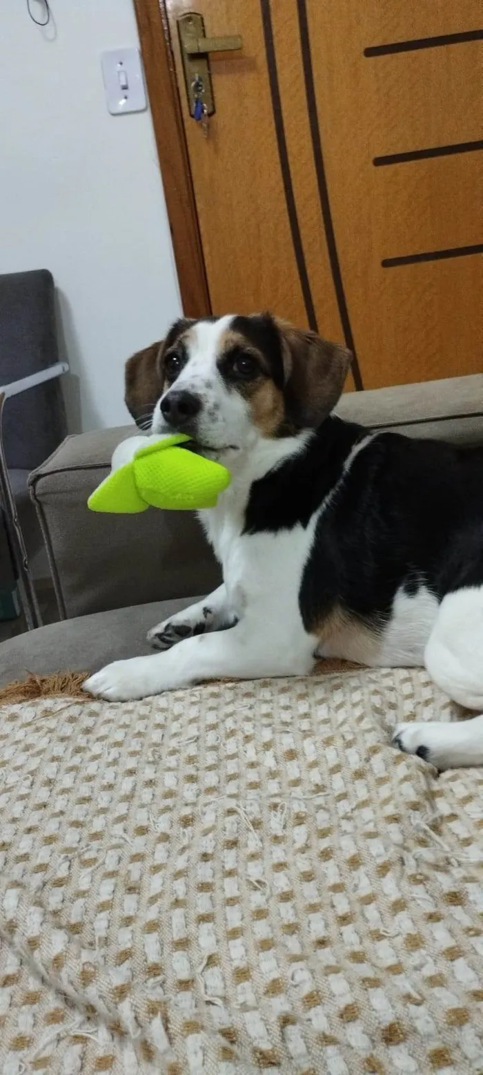 Cachorro ra a SRD-ViraLata idade 6 ou mais anos nome Prestigio