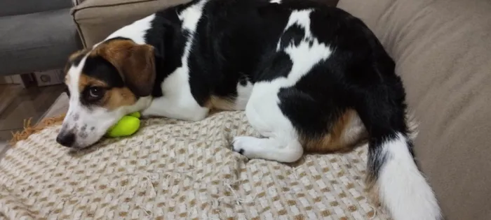 Cachorro ra a SRD-ViraLata idade 6 ou mais anos nome Prestigio