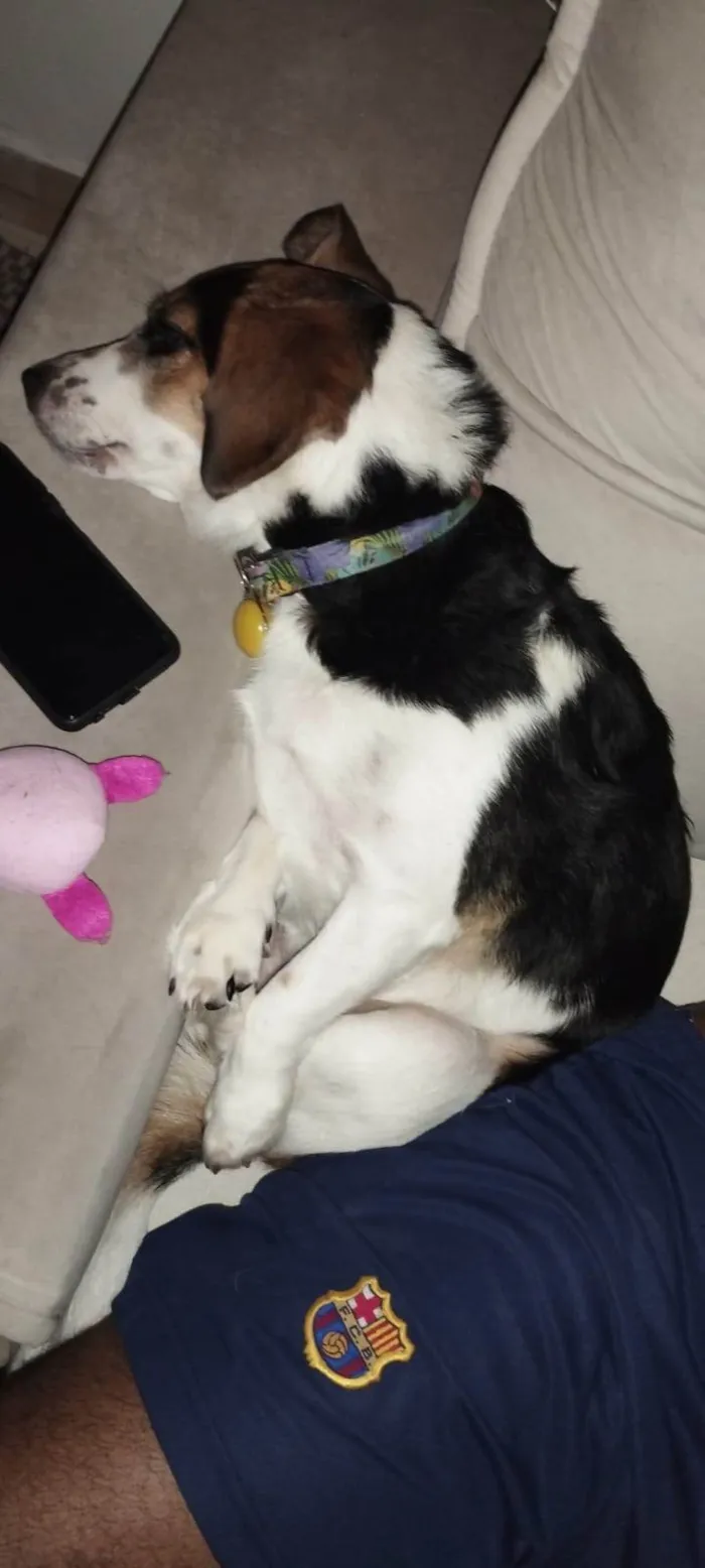 Cachorro ra a SRD-ViraLata idade 6 ou mais anos nome Prestigio
