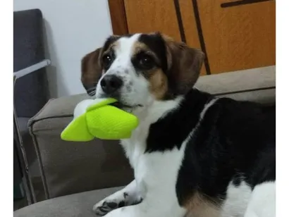 Cachorro raça SRD-ViraLata idade 6 ou mais anos nome Prestigio