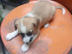 Cachorro raça SRD-ViraLata idade Abaixo de 2 meses nome VERONICA ARAUJO DE ALMEIDA