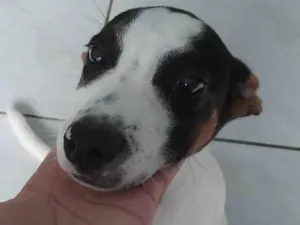 Cachorro raça SRD-ViraLata idade 7 a 11 meses nome Fred