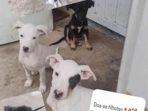 Cachorro raça SRD-ViraLata idade 2 a 6 meses nome Sem nome