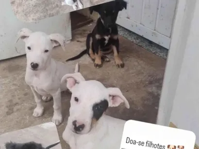 Cachorro raça SRD-ViraLata idade 2 a 6 meses nome Sem nome