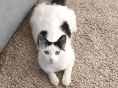 Gato raça SRD-ViraLata idade 2 a 6 meses nome Tom 