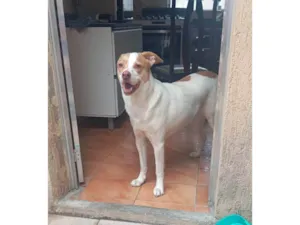 Cachorro raça SRD-ViraLata idade 4 anos nome Zeus