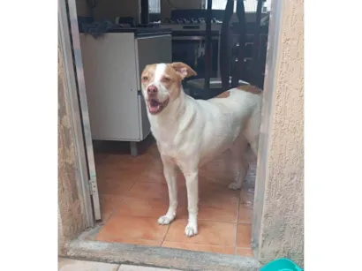 Cachorro raça SRD-ViraLata idade 4 anos nome Zeus