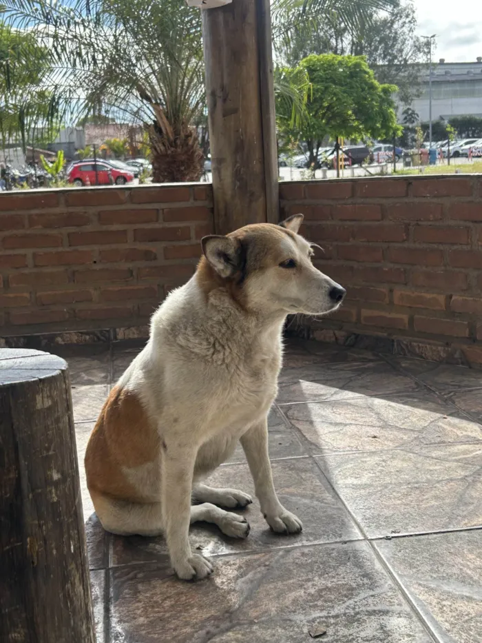 Cachorro ra a SRD-ViraLata idade 3 anos nome Antonela
