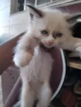Francisco