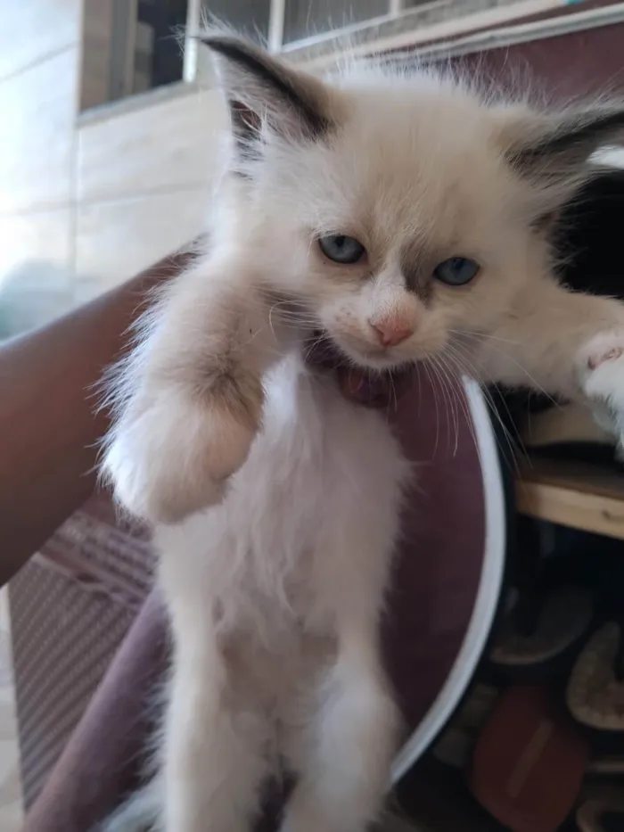 Gato ra a SRD-ViraLata idade 2 a 6 meses nome Francisco