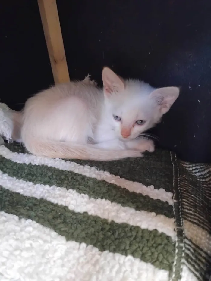 Gato ra a SRD-ViraLata idade 2 a 6 meses nome Francisco